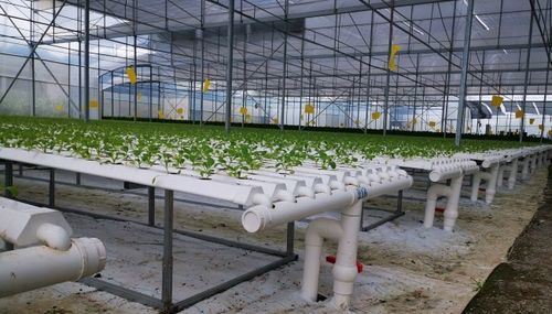 The Use of NFTs in Greenhouses in South Korea