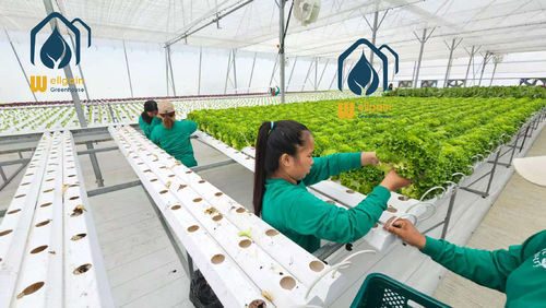Case Study: Successful NFT Hydroponic Lettuce Project in Southeast Asia