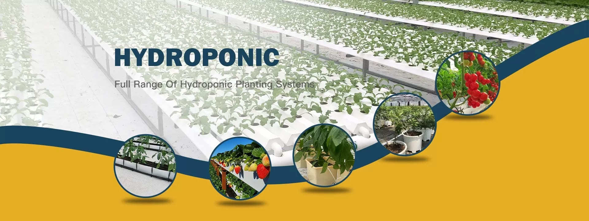 Quality Multi Span Greenhouse factory