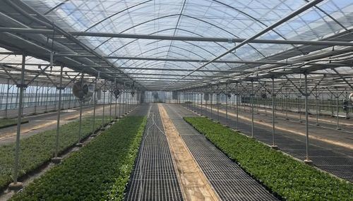 Latest company news about Hydroponic Farm System Plastic seeding tray Rolling Table for Agriculture Use