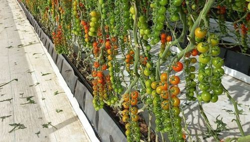 Latest company news about Hydroponics PP Growing Trough Hydroponic Greenhouse Systems