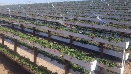 Latest company news about Outdoor Strawberry Picking Farm