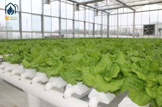 Commercial Hydroponic Grow Systems Durable Hydroponic NFT Systems For Lettuce And Herbs
