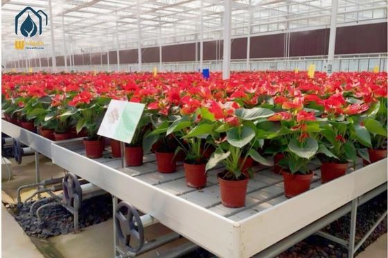 Wykonane na zamówienie Wielkość Ebb And Flow Table Hydroponic Greenhouse Seedling Trays 4x8 ft