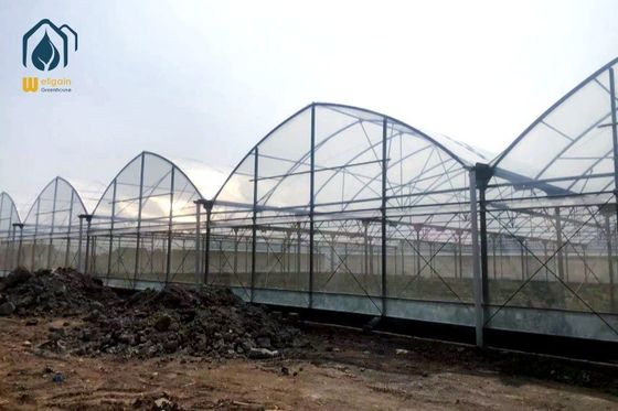 Prezzo buono Serra agricola a pellicola PE multi-spano con telaio metallico larghezza 8m / 9,6m in linea