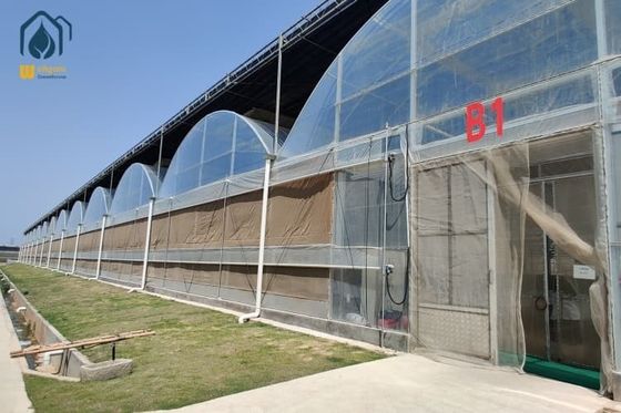 İyi bir fiyat. Tarım Domates Tünel Sera Çoklu Aralık Bahçecilik Tropikal Sera çevrimiçi