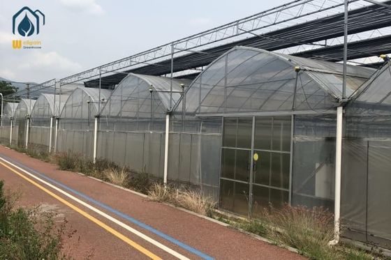 Giá tốt Nông nghiệp Multi Span Strawberry Green House Nhà kính nhựa Tomato Tunnel trực tuyến