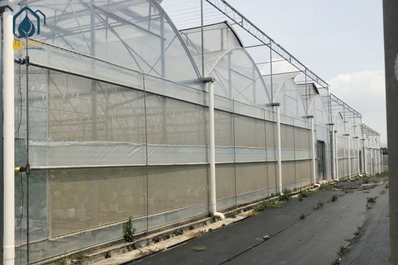 Bom preço Estufas de tomate para o cultivo on-line