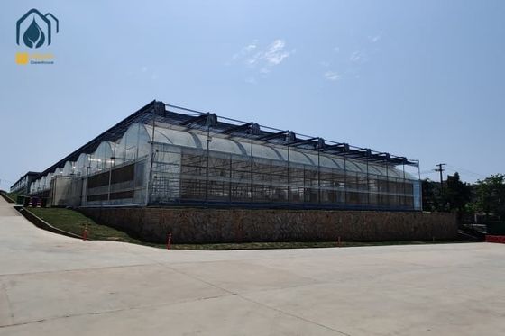 Good price Large Film Tunnel Vegetable Hot House Multi Span Tomato Watermelon Greenhouse online