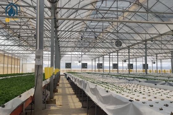 Giá tốt Nông nghiệp thương mại ngoài trời Nông nghiệp Khung kim loại Multi Span Nhà kính nhựa lớn trực tuyến