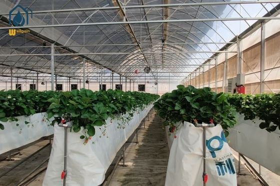 Harga bagus Rumah Kaca Kebun Modern Pertanian Besar Film Plastik Multi Span Rumah Kaca Kebun Raya on line