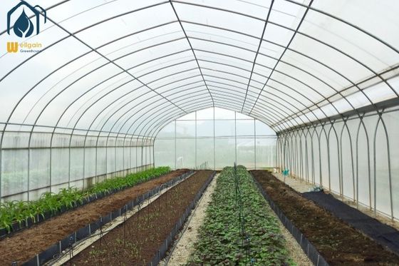 Giá tốt Nhà kính đường hầm đa chiều có thể tùy chỉnh cho nông trại quy mô trung bình và lớn trực tuyến