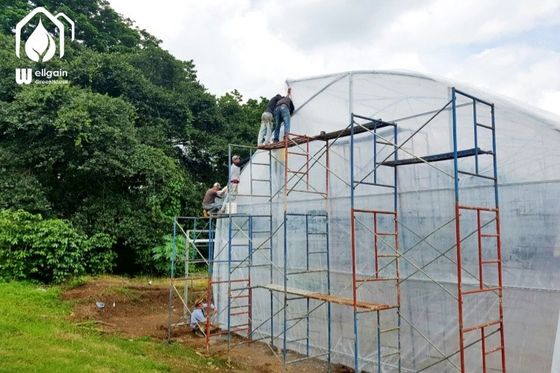 ราคาดี โรงเรือนกระจกพาณิชย์ Multi Span Greenhouse โรงเรือนกระจกปลูกผลผลผลิตสูง ออนไลน์