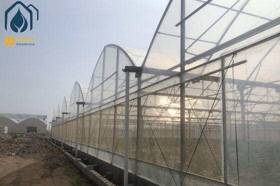 Good price Multi Span Agriculture Greenhouses Sustainable Crop Cultivation Greenhouse online