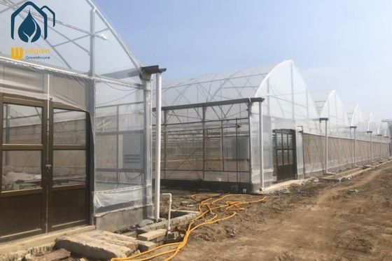 Prezzo buono Facile installazione Serra per l'orticoltura multi-span per coltivazione tutto l'anno in linea