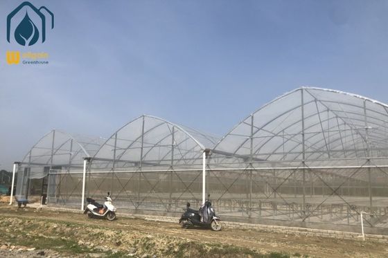 Καλή τιμή Θερμοκήπιο φυτωρίου πολλαπλών ανοιγμάτων με μεμβράνη, προκατασκευασμένο υδροπονικό σύστημα θερμοκηπίου σε απευθείας σύνδεση