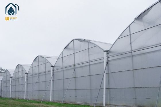 Giá tốt Gable / Arch Hydroponic Greenhouse thương mại Nhà kính hiệu quả năng lượng quy mô lớn trực tuyến