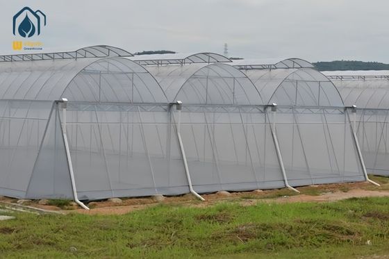 İyi bir fiyat. Enerji tasarrufu Büyük Ölçekli Tarım Tropikal Bölgeler için Çoklu Tarım Sera çevrimiçi
