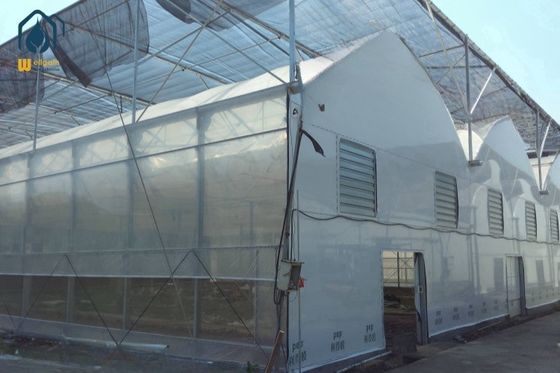 Prezzo buono Moderna coltivazione di fiori in serra con sistema di controllo automatico in linea