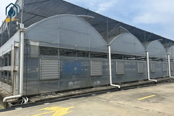 Good price Durable Multi Span Greenhouse UV Resistant Polyethylene Film Greenhouses For Vegetables And Herbs online