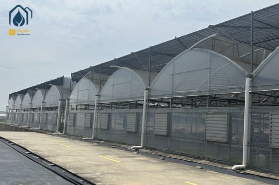 Bom preço Estufas de plástico personalizadas Estufas de plástico grandes comerciais on-line