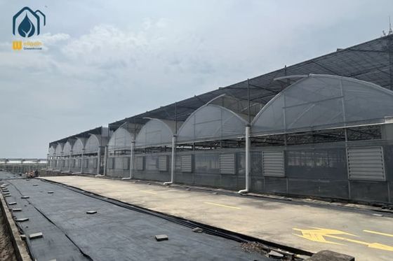 Good price Customized Multi Span Greenhouse Plastic Lettuce Greenhouse For Leafy Greens Cultivation online