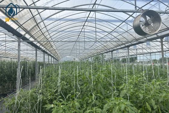 Calidad Invernadero de tomate de plástico comercial con película de cobertura Fábrica