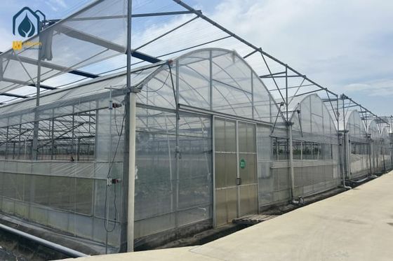 お買い得 持続可能な農業と土壌を使わない農業のためのマルチスパン温室 オンライン