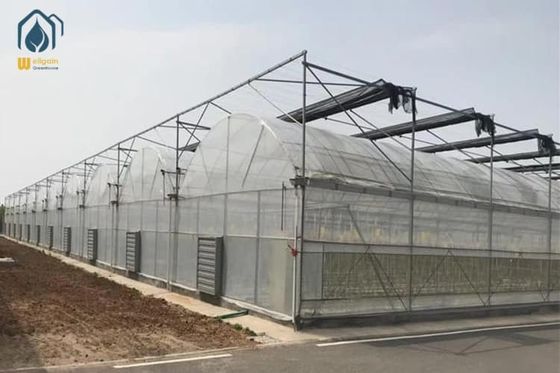 Ein guter Preis. Gothische Kunststoff-Polyfilm-Gewächshaus tropische Sägezahn-Typ-Gewächshaus für landwirtschaftliche Gemüse Tomaten Online