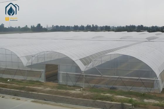 Prezzo buono Serra agricola multi-span galleria PE film serra con sistema di ventilazione in linea