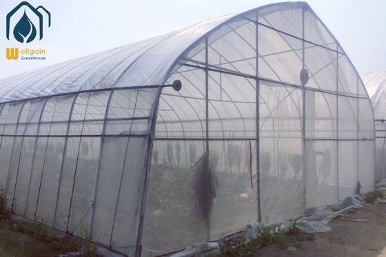 Buen precio Invernadero de túnel arqueado Invernaderos agrícolas OEM para el cultivo de pequeñas verduras en línea