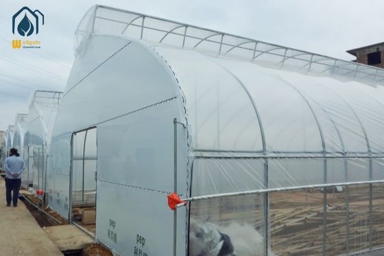 Buen precio Invernadero con estructura de acero galvanizado en caliente, túnel comercial, para el cultivo de hortalizas en línea