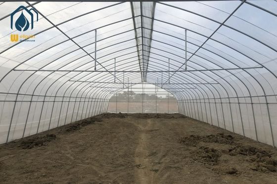 Prezzo buono Serra in metallo per agricoltura, serra a tunnel alto, serra a campata singola, personalizzata in linea