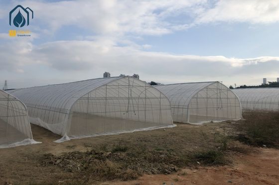 Good price Agricultural Tunnel Greenhouse Industrial Hydroponic System Greenhouse For Tomato And Cucumber online