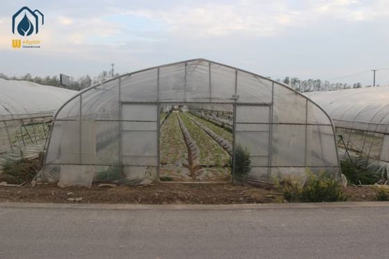 Harga bagus Galvanized Tunnel Greenhouse 2.5m - 4.5m Greenhouse Pertanian Buah Untuk Panen yang Lebih Sehat on line