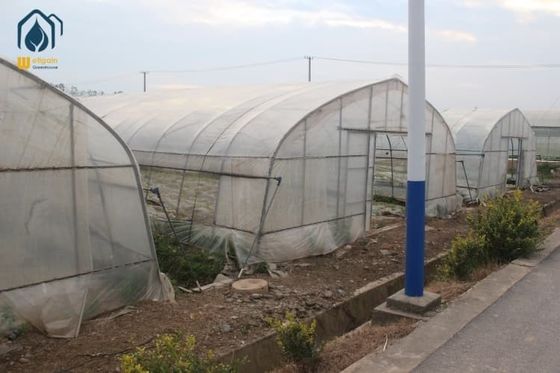 Ein guter Preis. Tomaten-Tunnel-Gewächshaus 2,5 m - 4,5 m Gemüse-Gewächshaus für verlängerte Ernten Online