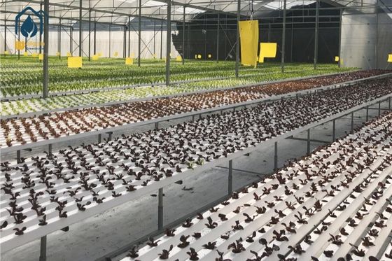 Goede prijs. Home / Commercieel hydroponisch kweekstelsel Plastic NFT-kanalen voor hydroponics online