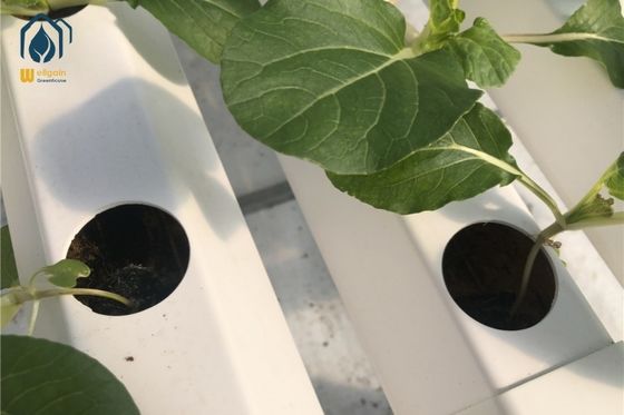 Ein guter Preis. Große vertikale Hydrokultur-Anbausysteme 100mm Hydrokultur-NFT-System Online