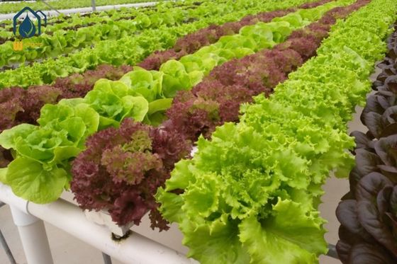 Bom preço Sistema hidropônico de cultivo que economiza espaço, sistema de calha NFT quadrado para cultivo de vegetais de alto rendimento on-line