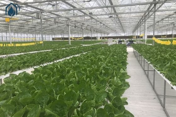 İyi bir fiyat. Özelleştirilmiş NFT Hidroponik Sistem 100*50mm PVC Boru Hidroponik Sistem çevrimiçi