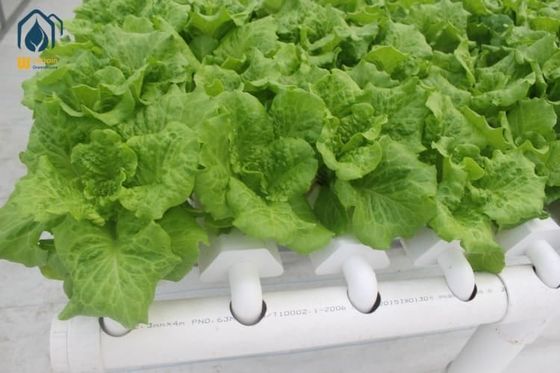 Buen precio Sistemas hidropónicos robustos para lechuga, sistema de cultivo NFT resistente a los rayos UV con configuración hidropónica de tubo de PVC en línea