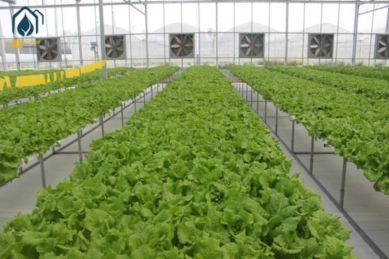 İyi bir fiyat. UV Dayanımlı Hidroponik Yetiştirme Sistemi Marul Yetiştirme NFT Hidroponik Sistemleri çevrimiçi