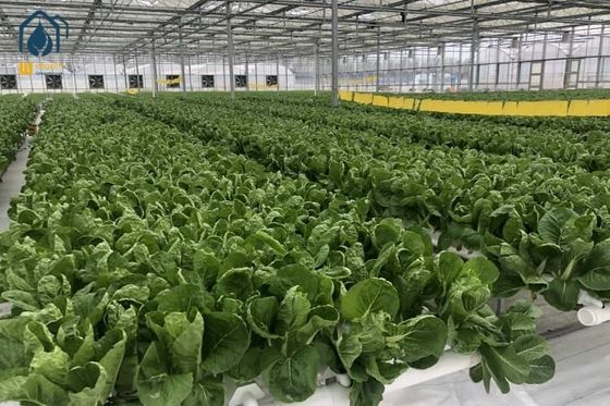 Buen precio Sistema de cultivo hidropónico de PVC Sistemas de barrancos NFT personalizados para el cultivo de vegetales de hoja verde en línea