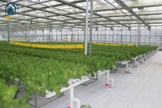 Giá tốt Hệ thống trồng rau thủy canh trong nhà NFT 100*50mm, kênh thủy canh NFT tùy chỉnh cho rau ăn lá trực tuyến