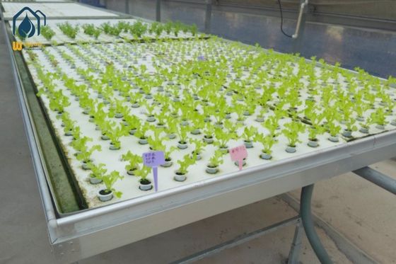 Bon prix Tableau d'inondation hydroponique à protection UV en ligne