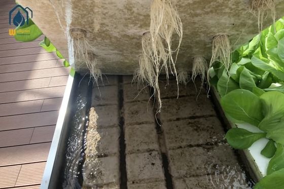 Prezzo buono Banchi mobili a coda e a flusso Agricoltura Serre Piatti di semina Risparmio d'acqua in linea