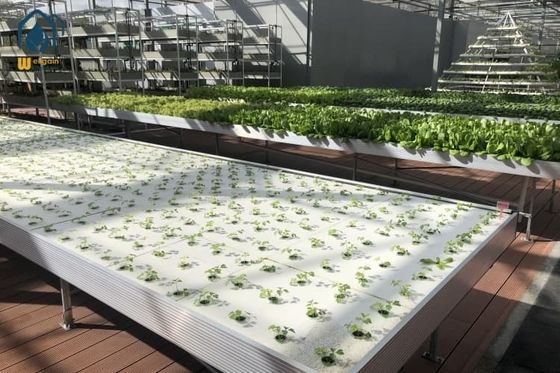 Harga bagus ABS Ebb And Flow Rolling Benches Customized Greenhouse Seeding Trays Tinggi yang dapat disesuaikan on line