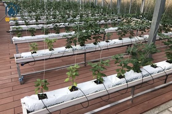 Good price Commercial Gutter Growing System Food Grade Plastic Tomato Growing Trough online