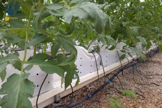 Ein guter Preis. PVC-Hydroponische Trough-Systeme Vertikalpflanzung Hydroponische Systeme für Tomaten Online
