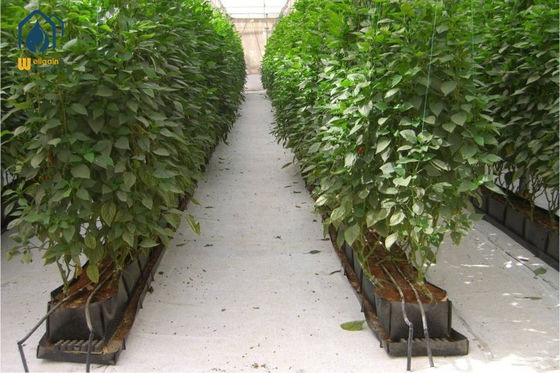 Bom preço Calhas de cultivo hidropônico PP Roll para estufas, personalizadas com espessura de até 0,7 mm on-line